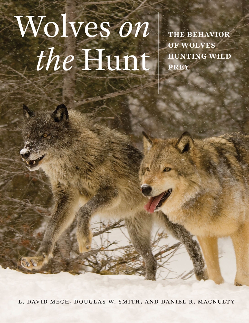 Wolves on the Hunt