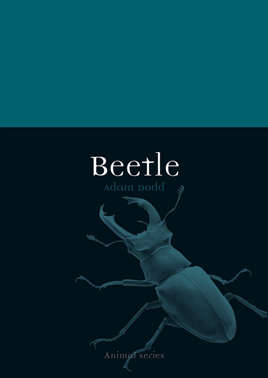 Beetle