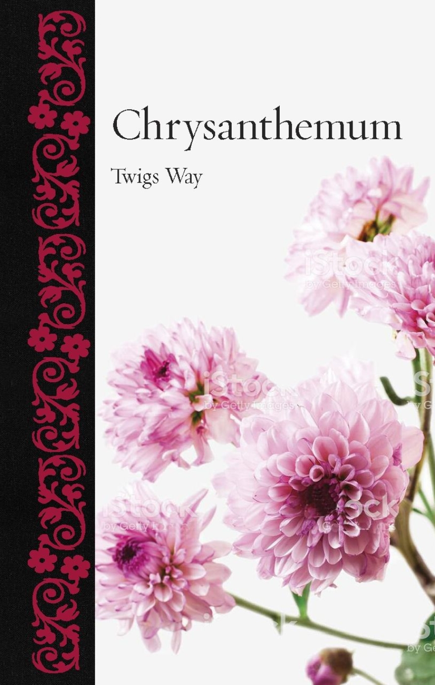 Chrysanthemum